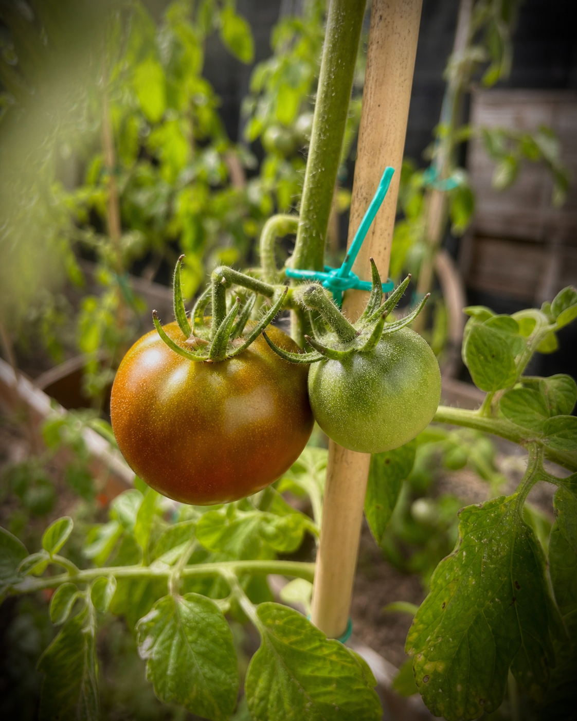 Due pomodori su una pianta nell'orto, uno maturo e uno verde, con bordi morbidi