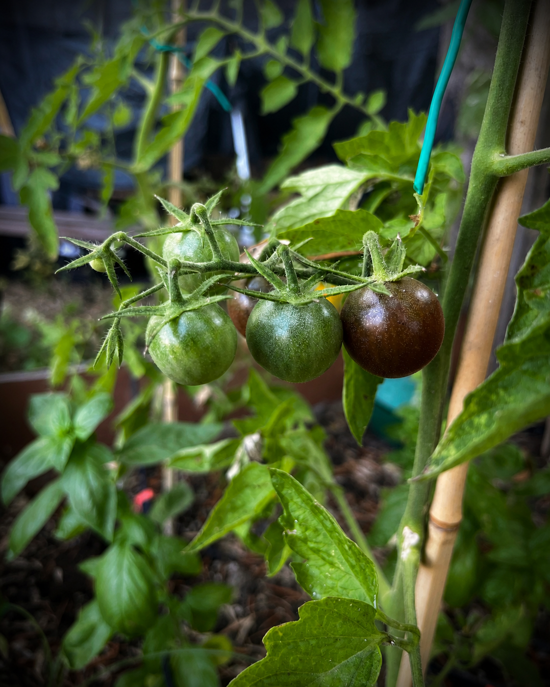 Pomodoro scuro maturo in primo piano con pomodori verdi sullo sfondo
